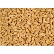 Семена пшеницы купить семя пшеницы у производителя Украина