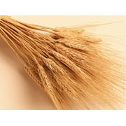 Пшеница - класс № 2 (+) ч/п 324 м.ч. с.к. - 23% м.ч.білка - 127. Возможен экспорт.