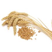 Пшеница продажа Украина
