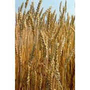 Пшеница оптом от производителя Украина