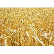 пшеница купить пшеницу пшеница Винница пшеница фуражная фото