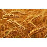 Выращивание и продажа пшеницы фото