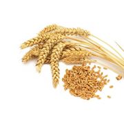 Пшеница купить Донецкая область зерно оптом купить Донецк