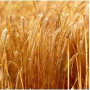 Пшеница купить заказать Винница Украина