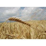 Покупка и продажа зерновых культур