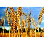 Пшеница купить цена Украина фотография
