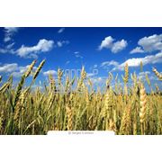 Выращивание и продажа пшеницы
