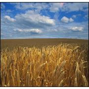 Пшеница 3 класс фото