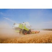 Продажа фуражной пшеницы оптом в Украине возможен экспорт. фото
