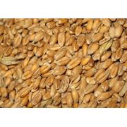 Пшеница зерновые культуры фото
