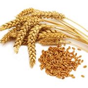 Пшеница в зернах фото