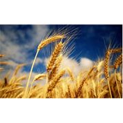 Пшеница озимая выращивание и реализация. Купить пшеницу фотография
