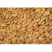 Пшеница зерновые зернобобовые культуры зерно фуражное продам