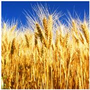 Пшеница. Пшеница купить. Пшеница фуражная. Пшеница фуражная купить.