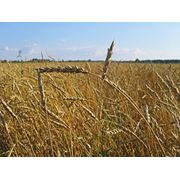 Продам пшеницу 3кл. Клейковина 224 ИДК 80 расчет безнал цена договорная возможна доставка фотография