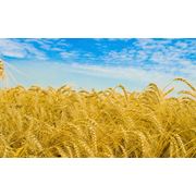 Зерно пшеница фото