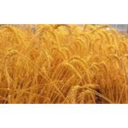 Пшеница зерно купить цена Одесса фотография