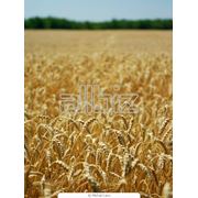 Пшеница. фото