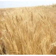 Пшеница фотография