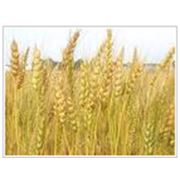 Продажа пшеницы с Чернигова оптом и мелким оптом фото