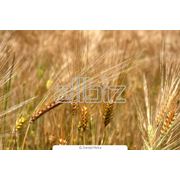 Зерно пшеницы фотография