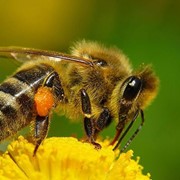 Пчеловодство фотография