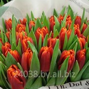 Тюльпаны (срезка) к 8 марта 2016 фото
