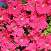 Семена цветов петунии Супербиссима 0,01 г. розовый фотография