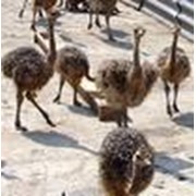 Страусята, цыплята страуса Эму, подрощенные особи фото