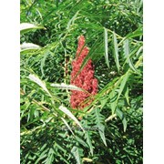 Сумах пушистый - оленерогий - Уксусное дерево Rhus typhina высота 100-120см фотография