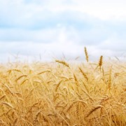 Пшеница оптом фотография