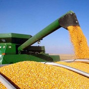 CORN фото
