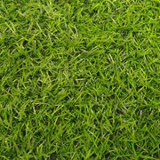 Трава искусственная 18 мм ( Нидерланды) фотография