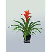 Гусмания Jazz фото