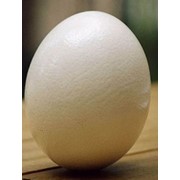 Яйцо страуса