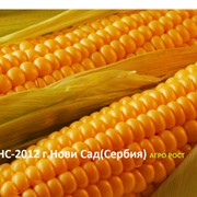 Семена кукурузы НС-2012 г.Нови Сад (Сербия)