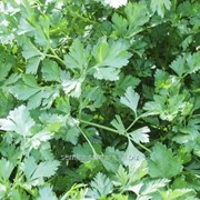 Семена петрушки листовой Риалто фотография