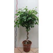 Фикус спираль фото