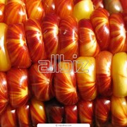 Семена кукурузы Харьковский 329 МВ