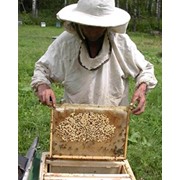 Пчеловодство фотография