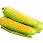 Корм кукурузный сырой фото
