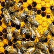Мёд натуральный и продукты пчеловодства со своей пасеки. фотография