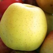 Яблоки голден на экспорт