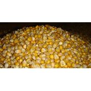 Кукуруза зерно кукурузы фото