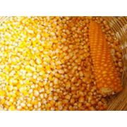 Продам зерно кукурузы с поля фото
