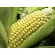 Кукуруза оптом от производителя Украина фото