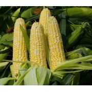 Покупка и продажа кукурузы