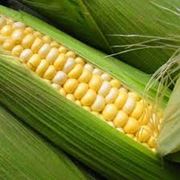 Кукуруза сладкая оптом Украина фото