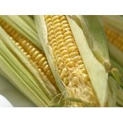 Початки кукурузы сахарной кукуруза в початках свежая и замороженная от производителя