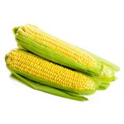 Реализация кукурузы оптом. Купить кукурузу оптом фото